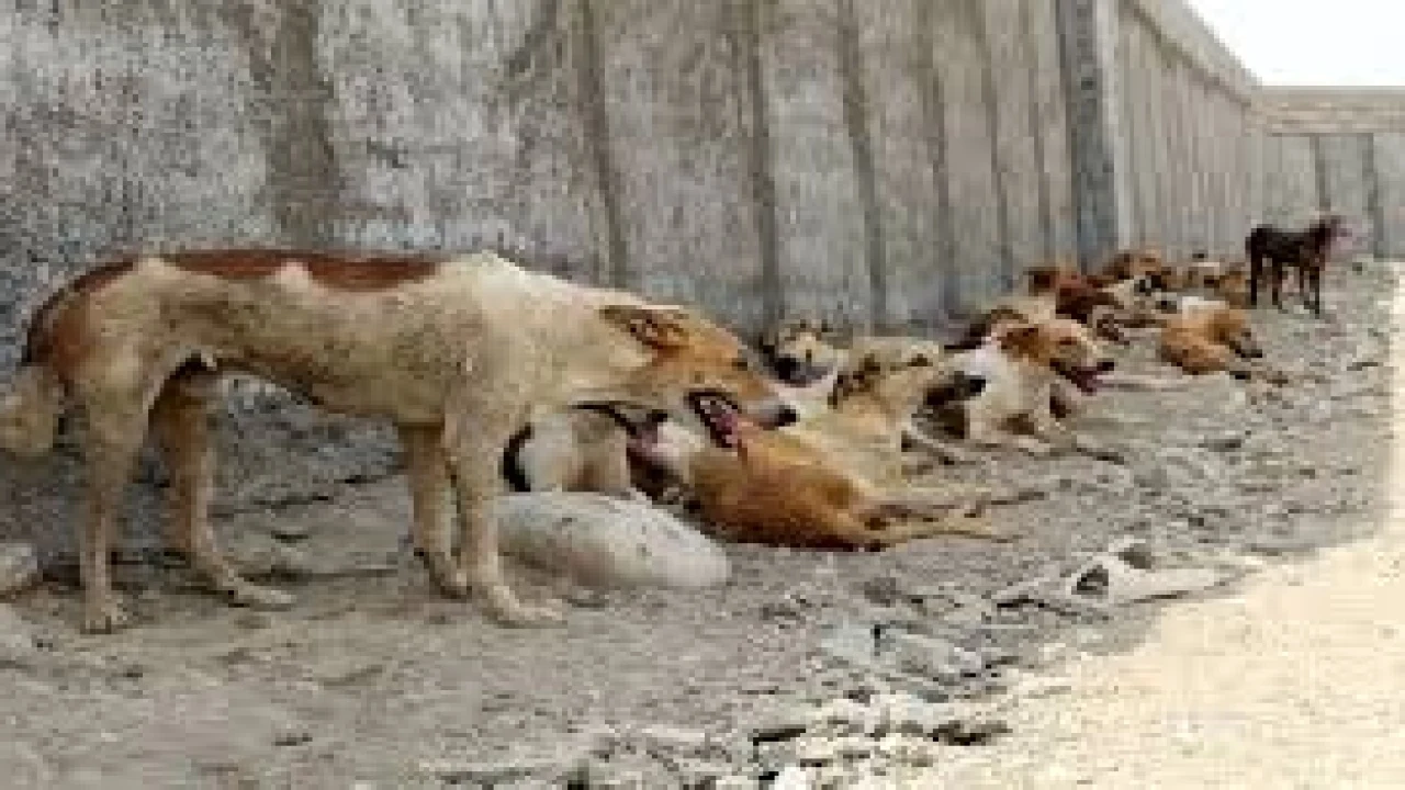 خسارتهای وارده توسط سگهای ولگرد